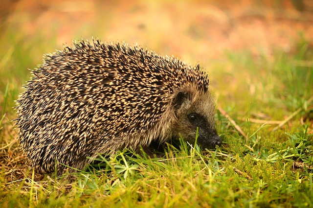 Igel